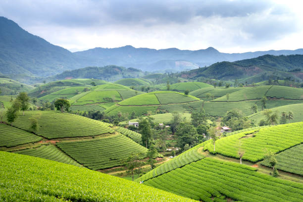 istock Panoramic Long Coc tea hill, Phu Tho province, Vietnam 1268632367