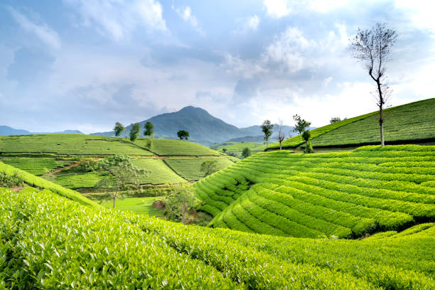 istock Panoramic Long Coc tea hill, Phu Tho province, Vietnam 1268632368