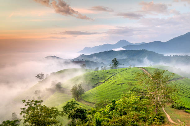istock See the Long Coc tea hill, Phu Tho province, Vietnam 1268632408