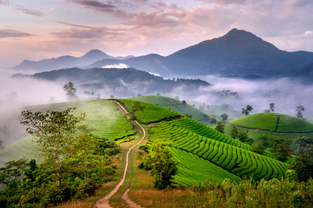 istock See the Long Coc tea hill, Phu Tho province, Vietnam 1268632425
