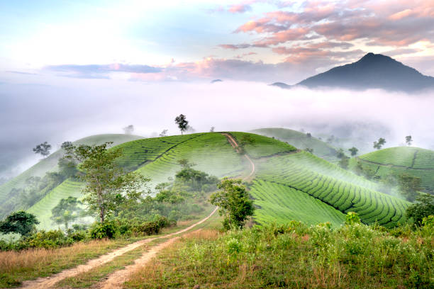 istock See the Long Coc tea hill, Phu Tho province, Vietnam 1268632441