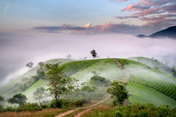 istock See the Long Coc tea hill, Phu Tho province, Vietnam 1268632449