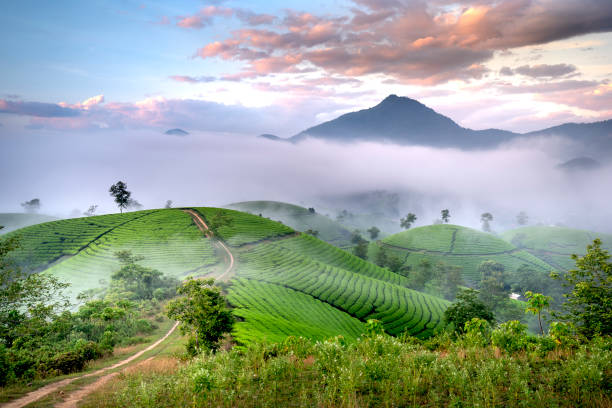 istock See the Long Coc tea hill, Phu Tho province, Vietnam 1268632453
