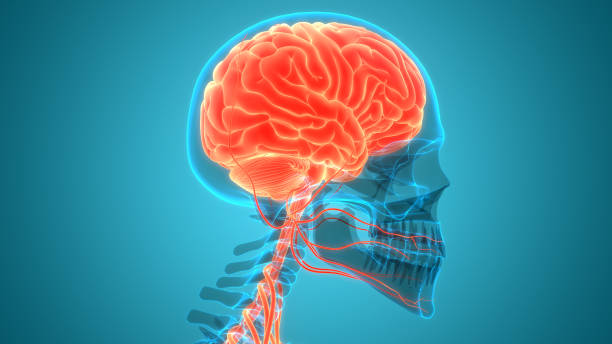 istock Central Organ of Human Nervous System Brain Anatomy 1268635171