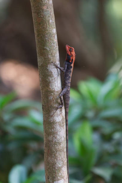 istock oriental garden lizard agama with red head 1268635813
