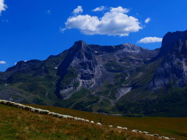istock Herd of sheep, near the Col d'Aubisque, Pyrenees 1268635827