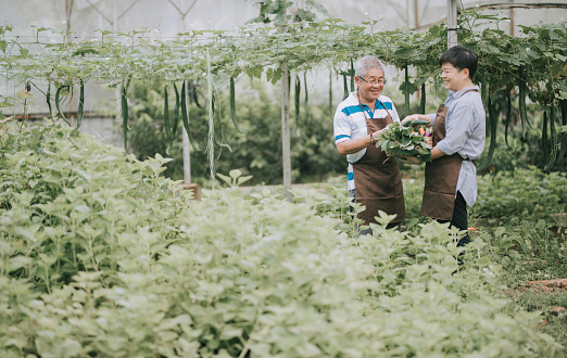 asiático chino media mujer adulta ayudando a su padre en el invernadero de la granja photo