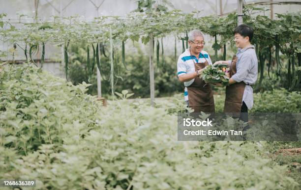 Asian Chinese Mid Adult Woman Helping Her Father In The Farm Greenhouse Stock Photo - Download Image Now