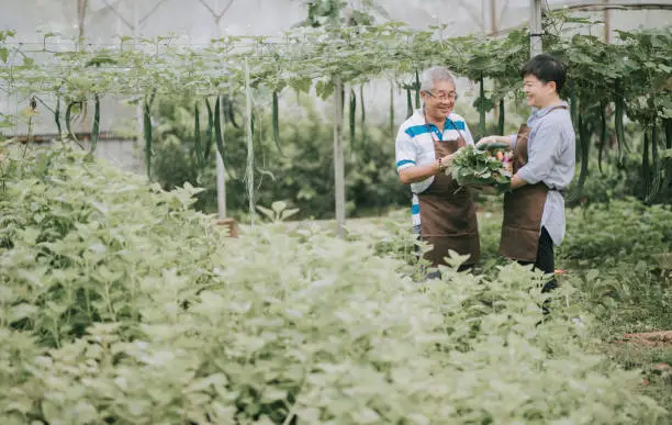 Photo of asian chinese mid adult woman helping her father in the farm greenhouse