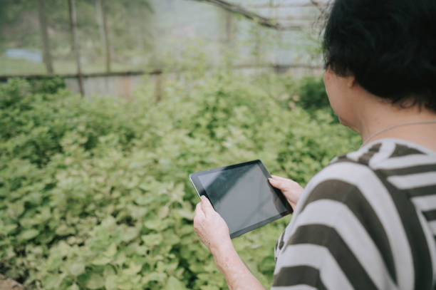 istock asian chinese active senior working woman in her organic farm using digital tablet 1268637526