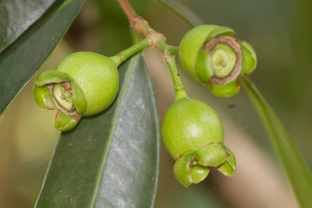 istock Syzygium jambos or Rose apple fruit 1268637533