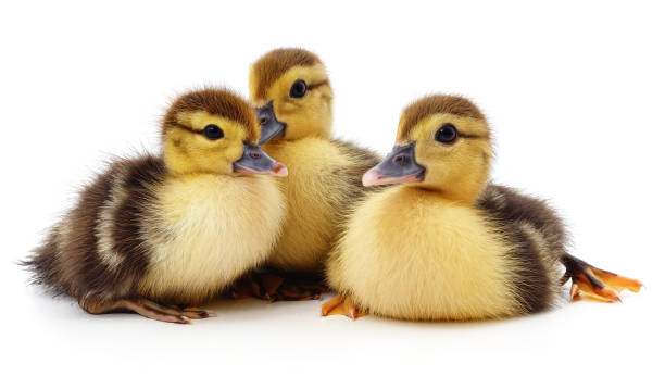 istock Group of little ducks. 1268638592