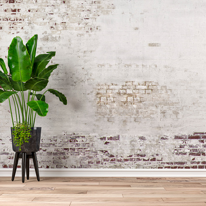 Empty white ruined brick wall background on hardwood floor with copy space with large potted plant on the left. 3D rendered image.