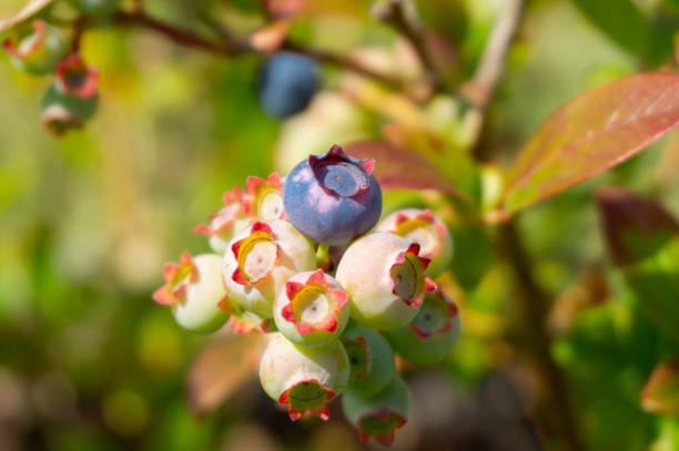 istock Single ripe blueberry in a cluster on a bush 1268639677