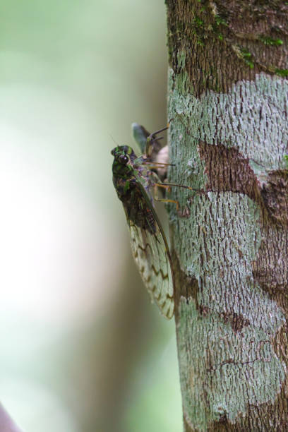 Tanna Japonensis or cicada insect