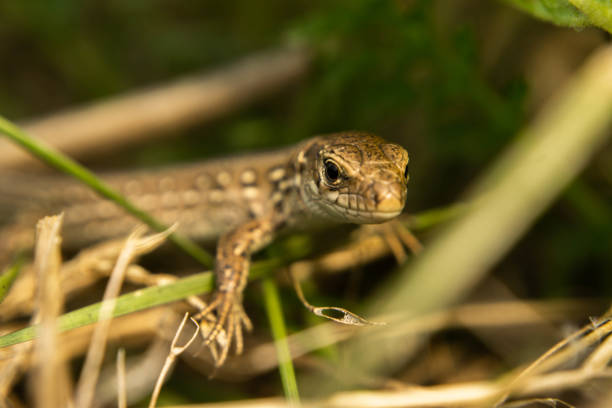 istock brown lizard basking in the sun, summer day 1268642077