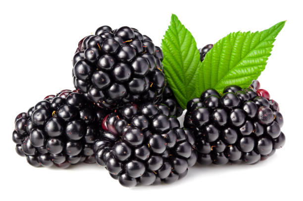 istock blackberries with leaves isolated on white background. full depth of field 1268642272