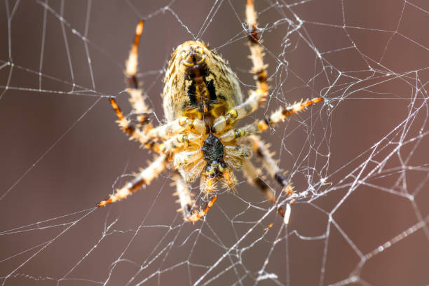 garden cross spider sitting on web - cross spider imagens e fotografias de stock