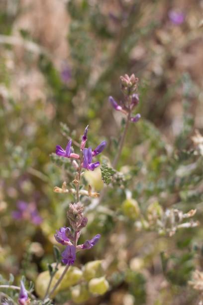 istock ASTRAGALUS LENTIGINOSUS BLOOM - JOSHUA TREE NP - 052220 B 1268649431