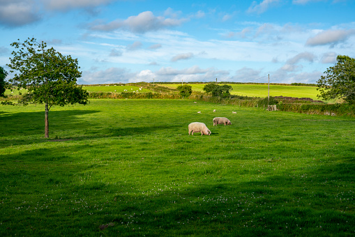 Free range pigs near Lantivet Bay, Cornwall on a bright summer day. This is near a coastal path with the pigs grazing in an idyllic Cornish farm setting.