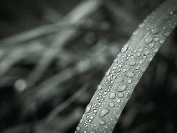 istock Blade of grass with water droplets or rain drops. 1268651977