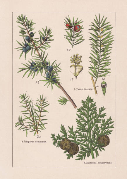Coniferes, chromolithograph, published in 1895 Coniferes: 1) European yew (Taxus baccata), a-flowering male branch, b-male blossom, c-female seed-bearing twig tip, d-female blossom (enlarged), 2) Juniper (Juniperus communis), a-twig with male blossoms, b-twig with foliage and berry-shaped cones; 3) Mediterranean cypress (Cupressus sempervirens), foliage and cones. Chromolithograph, published in 1895. italian cypress stock illustrations