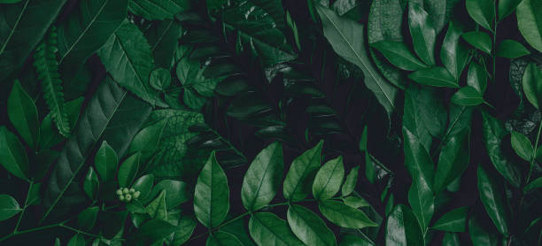 istock Green leaf surface, abstract background, natural pattern, tropical leaves, dark leaves 1268653505