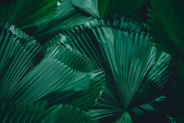istock Green leaf surface, abstract background, natural pattern, tropical leaves, dark leaves 1268653508