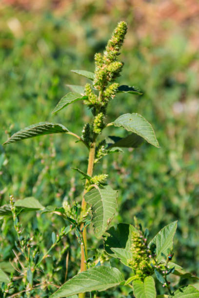 istock Amaranthus retroflexus (Red-root amaranth, redroot pigweed,  common amaranth, pigweed amaranth, and common tumbleweed). Weed and medicinal plant 1268653741