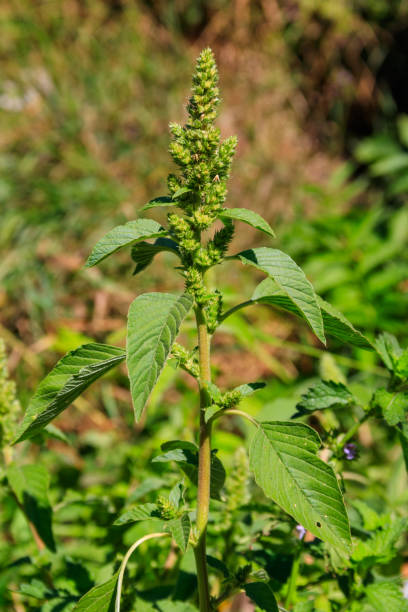 Amaranthus retroflexus (Red-root amaranth, redroot pigweed,  common amaranth, pigweed amaranth, and common tumbleweed). Weed and medicinal plant Amaranthus retroflexus (Red-root amaranth, redroot pigweed,  common amaranth, pigweed amaranth, and common tumbleweed). Weed and medicinal plant amaranthus retroflexus stock pictures, royalty-free photos & images