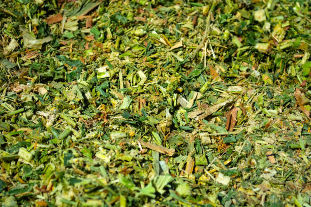 green mass of corn silage during placement in the pit green mass of corn silage during placement in the pit. silo photos stock pictures, royalty-free photos & images