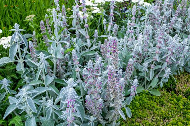 Lamb’s ears flowers Flowers in the garden. Lamb’s ears, Stachys byzantina or Stachys olympica big ears stock pictures, royalty-free photos & images