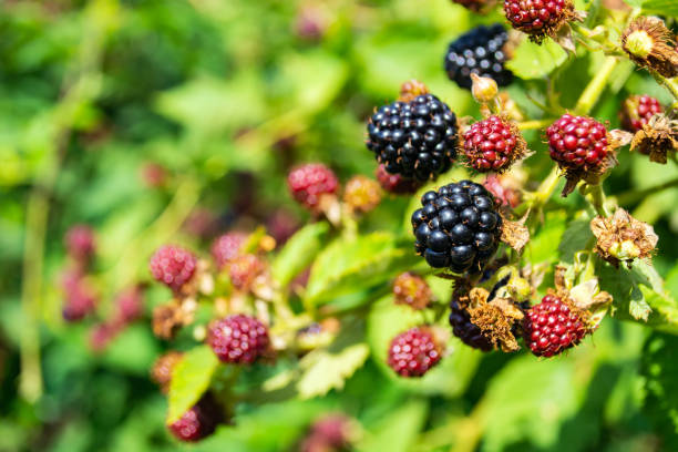 istock black and red blackberries ripen on the bush 1268657102