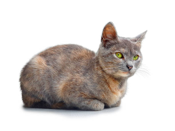 Young cat with green eyes isolated on white background.
