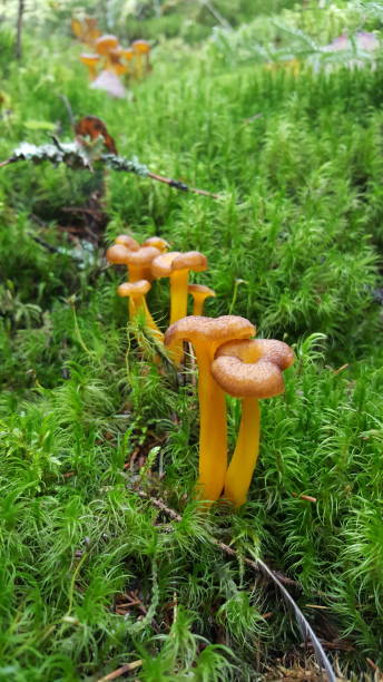 Funnel chanterelles

growing on fresh green moss Funnel chanterelles, in latin craterellus tubaeformis, growing on fresh moss deep inside the forest. They are considered delicious in soups and sauce. cantharellus tubaeformis stock pictures, royalty-free photos & images