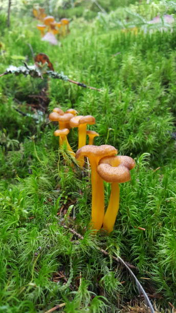 chanterelles funil

crescendo em musgo verde fresco - yellowfoot - fotografias e filmes do acervo