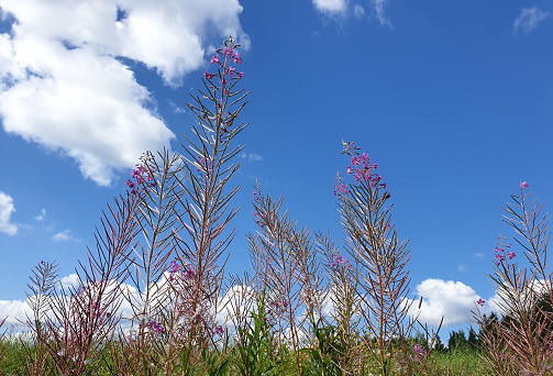 Beautiful late summer landscape scenery of fireweed against blue sky. Photographed in Finland.