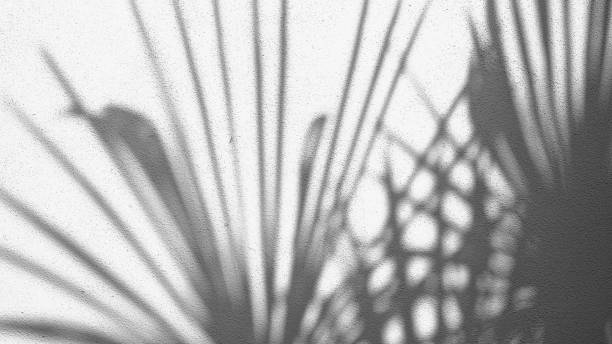istock shadow of a palm leaf on a wall 1268659181