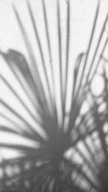 istock shadow of a palm leaf on a wall 1268659186
