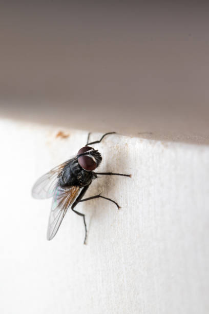 istock A close portrait of a fly 1268661260