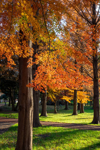 istock Park in autumn.Autumn landscape background. 1268661916