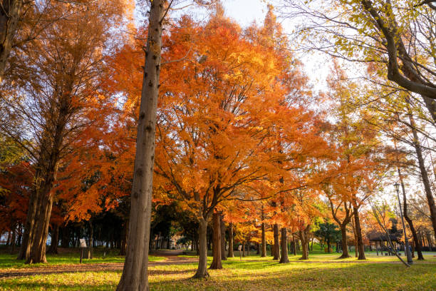 istock Park in autumn.Autumn landscape background. 1268662455