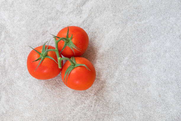 red tomatoes on a twig in the studio