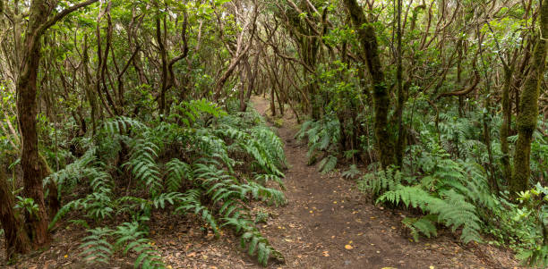 путь через лавровый лес в горах анага на тенерифе - anaga стоковые фото и изображения