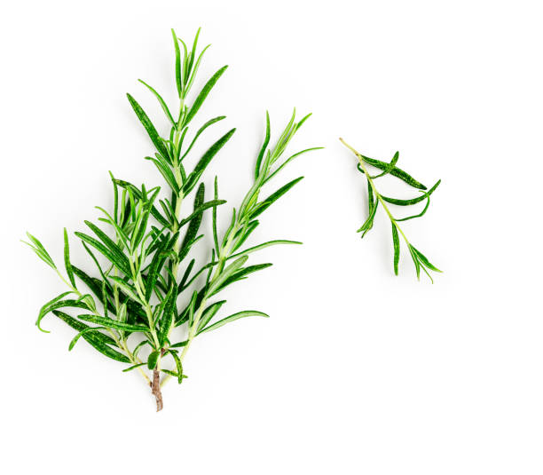 istock Rosemary twig and leaves creative layout 1268663117