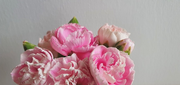 Close up of pink carnations on white background