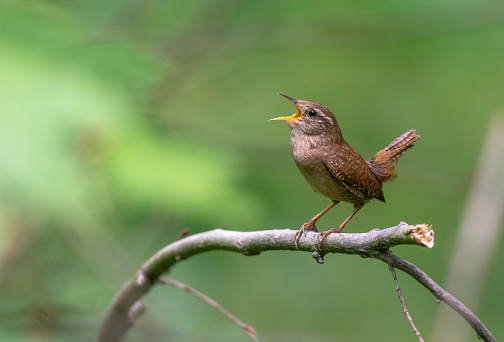 Singing eurasian wren (Troglodytes troglodytes).