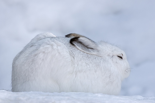 white hare in the forest in winter