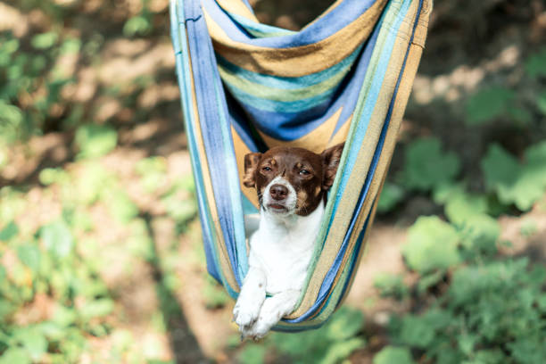 istock Lazy cute funny dog lying in a hammock in the forest 1268663611