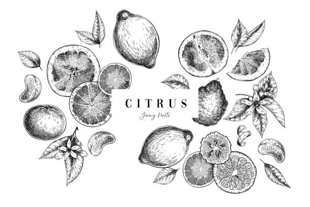 illustrazioni stock, clip art, cartoni animati e icone di tendenza di agrumi esotici disegnati a mano. arancio vettoriale, limone, pompelmo, mandarino, mandarino, lime, bergamotto, intero e affettato con foglia e fiori. illustrazione incisa. menu, pacchetto, cosmetico, design. - lime ripe fruit citrus fruit